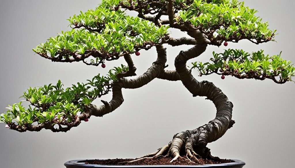 Bonsai de Ciruelo Chino