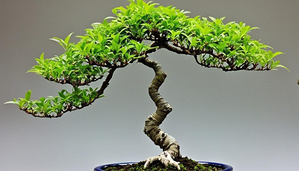 árbol de judas bonsai