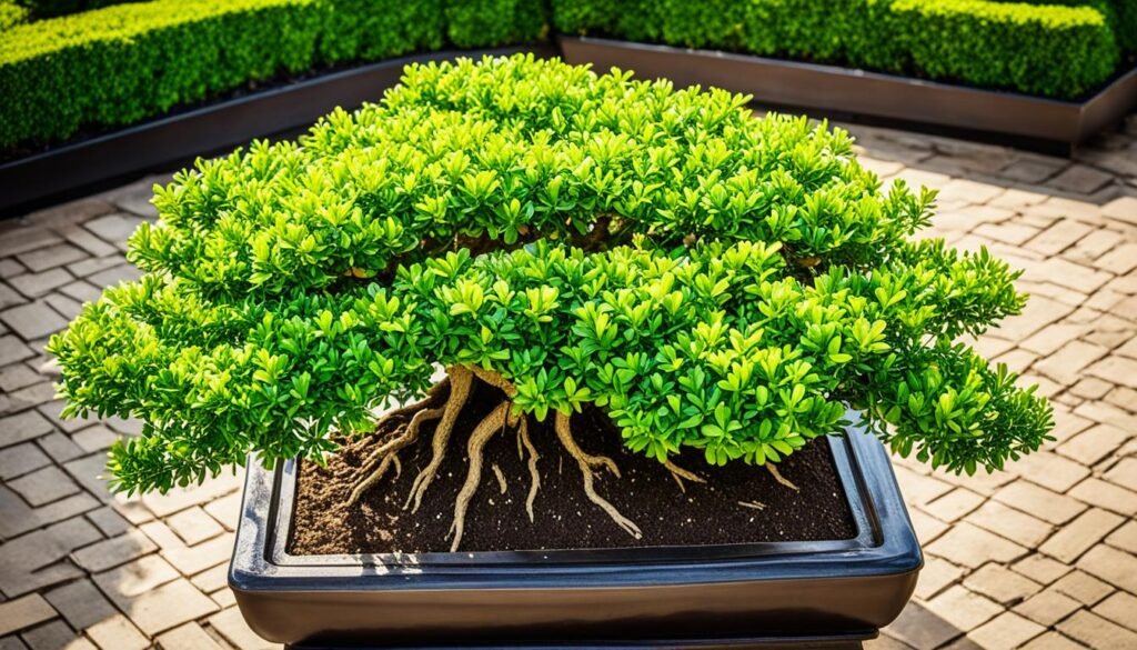 ▷ Cómo Cuidar un Bonsái Buxus para un Desarrollo Saludable