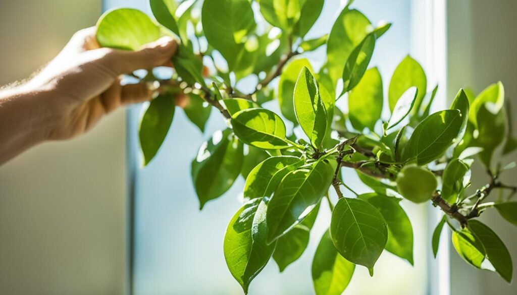 ▷ Cómo Hacer un Bonsái de Limón: Guía Completa Paso a Paso