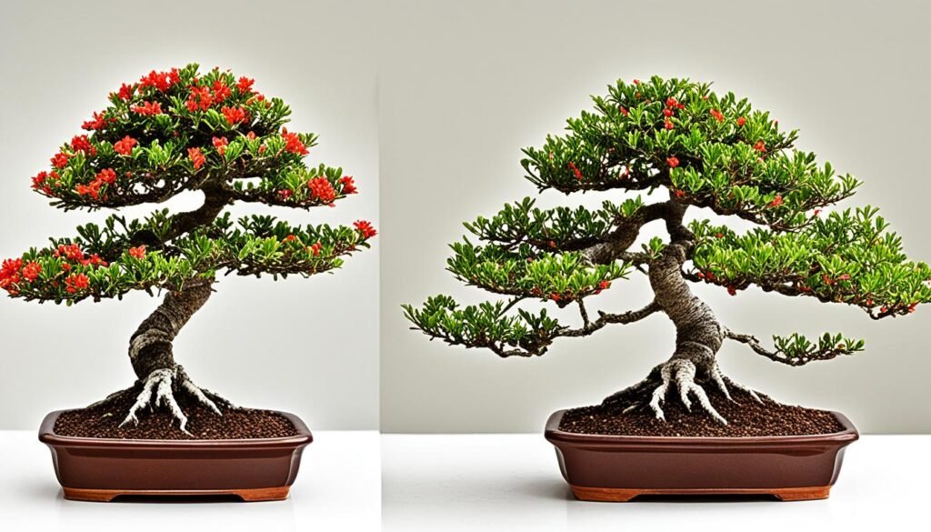 Bonsai de granado