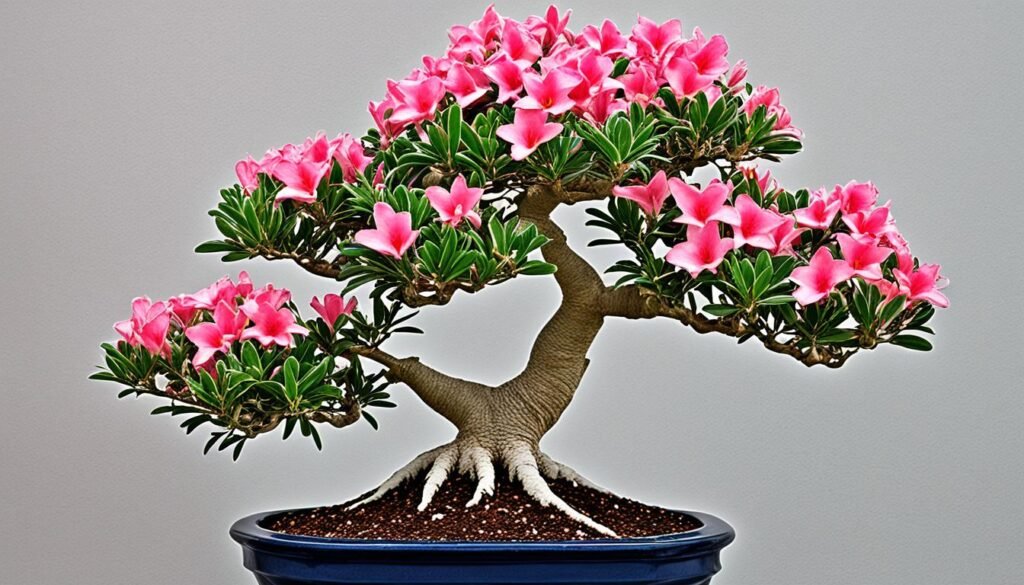 bonsai adenium obesum