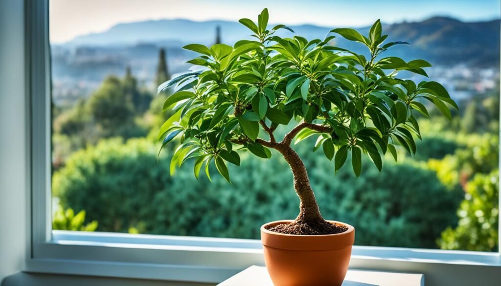 bonsai de aguacate