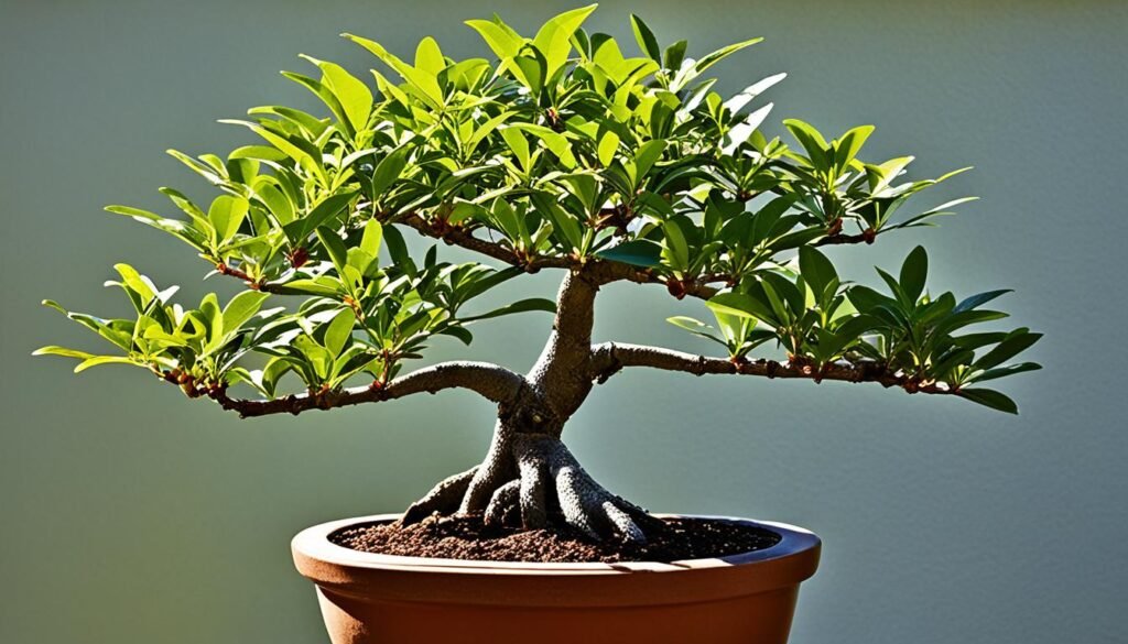 bonsai de aguacate