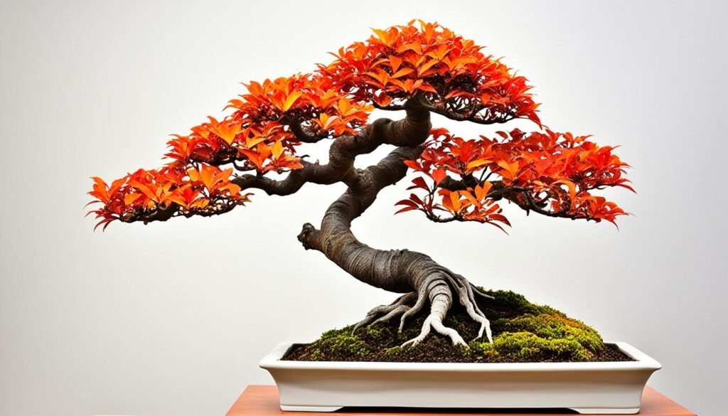 espino de fuego bonsai