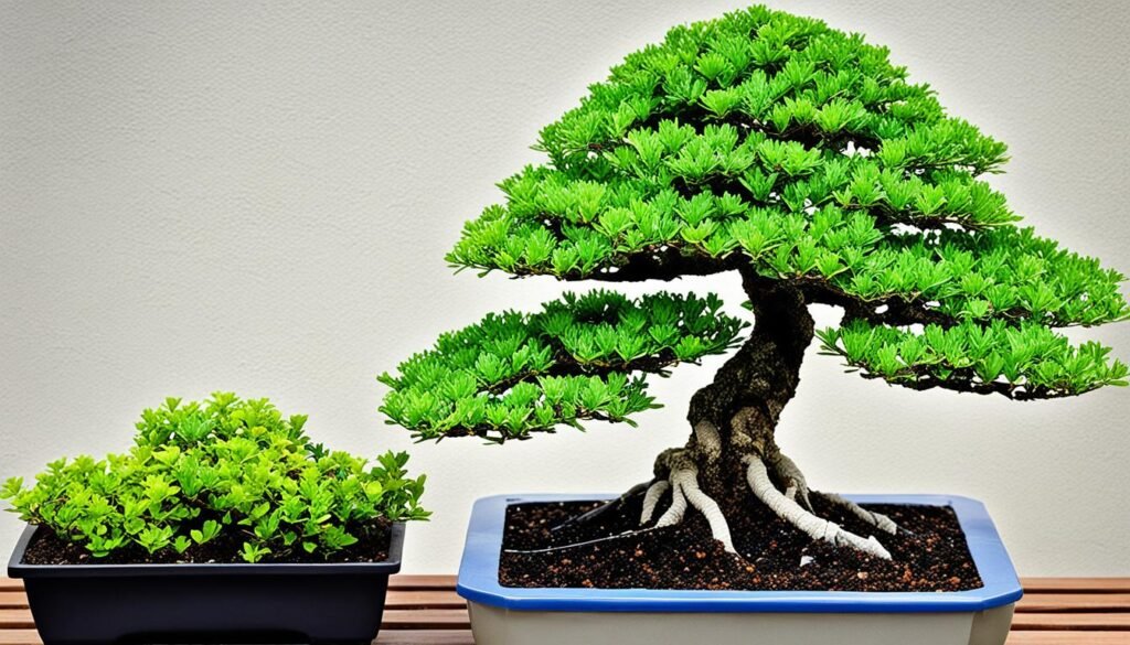 sistema de riego bonsai