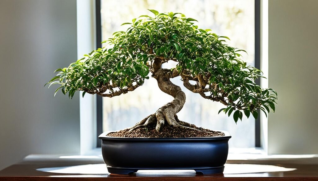 ficus benjamina bonsai