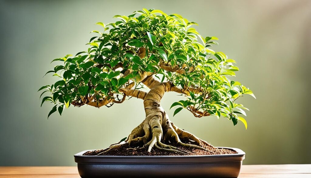 ficus benjamina bonsai