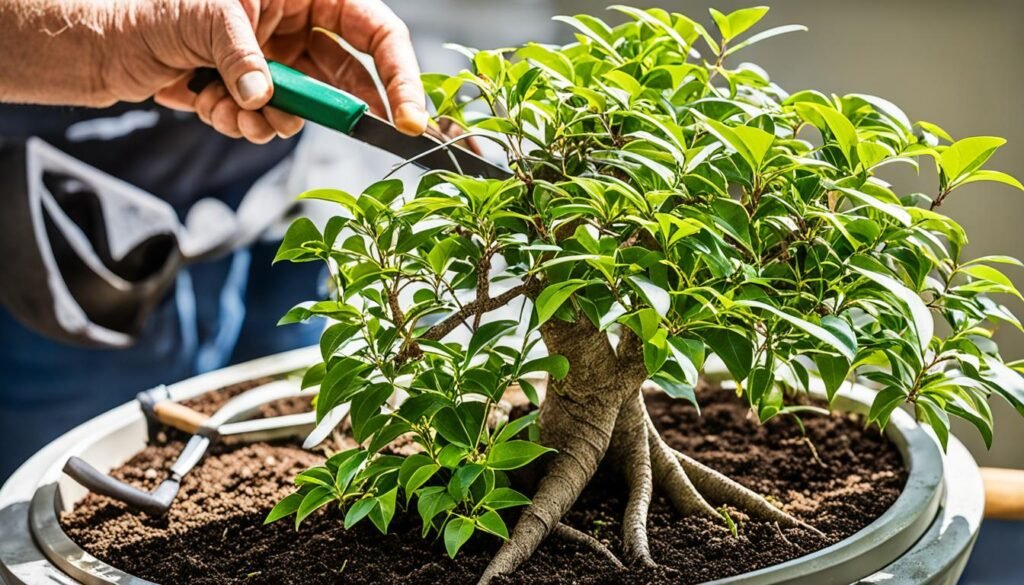 ficus benjamina bonsai